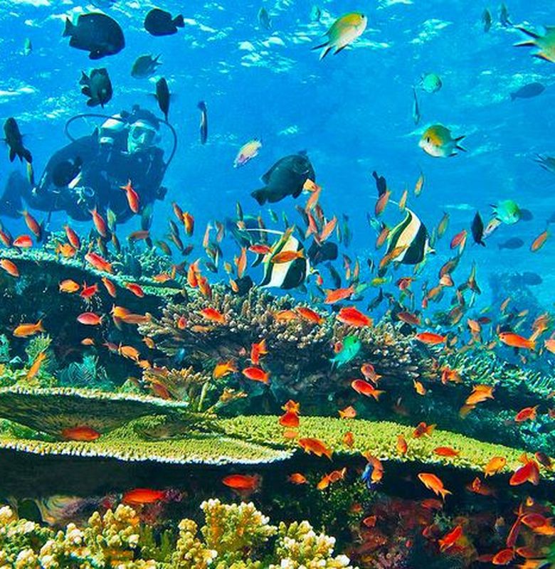 Indonesia, sebagai negara kepulauan terbesar di dunia, memiliki kekayaan laut yang luar biasa. Lautan Indonesia tidak hanya menawarkan keindahan alam yang menakjubkan, tetapi juga menjadi rumah bagi berbagai jenis flora dan fauna laut. Dengan lebih dari 17.000 pulau, Indonesia dikelilingi oleh perairan yang menyimpan aneka ragam sumber daya alam, ekosistem yang unik, dan kekayaan hayati yang sangat tinggi. Dari terumbu karang yang berwarna-warni hingga habitat laut dalam, keanekaragaman ini menjadikan Indonesia sebagai salah satu tempat terbaik untuk menyelam dan menjelajahi kehidupan bawah laut. Artikel ini akan membahas berbagai aspek dari aneka isi lautan Indonesia, mulai dari jenis-jenis biota laut yang ada, pentingnya perlindungan ekosistem laut, potensi pariwisata bahari, hingga tantangan yang dihadapi oleh laut Indonesia. 1. Keanekaragaman Hayati Lautan Indonesia Indonesia memiliki salah satu keanekaragaman hayati laut tertinggi di dunia. Diperkirakan terdapat lebih dari 3.500 spesies ikan, 600 spesies terumbu karang, dan ribuan spesies invertebrata lainnya. Keberagaman ini tidak hanya terletak pada spesies yang ada, tetapi juga pada habitat yang mereka huni. Dari perairan dangkal hingga kedalaman laut, Indonesia menawarkan berbagai ekosistem yang mendukung kehidupan laut. Terumbu Karang Terumbu karang adalah salah satu ekosistem paling produktif di dunia. Indonesia sendiri memiliki lebih dari 20% dari total terumbu karang yang ada di seluruh dunia. Terumbu karang berfungsi sebagai pelindung pantai, habitat bagi banyak spesies ikan, dan sumber makanan bagi berbagai organisme laut. Namun, terumbu karang rentan terhadap perubahan iklim, polusi, dan penangkapan ikan yang tidak berkelanjutan. Oleh karena itu, upaya konservasi terumbu karang sangat penting untuk menjaga keseimbangan ekosistem laut. Flora Laut Flora laut di Indonesia juga patut dicatat. Alga, lamun, dan tanaman laut lainnya berperan penting dalam menjaga kualitas air dan memberikan oksigen bagi kehidupan laut. Lamun, misalnya, berfungsi sebagai tempat berlindung bagi berbagai spesies ikan dan invertebrata serta membantu mengurangi erosi pantai. Penelitian menunjukkan bahwa lamun juga memiliki kemampuan untuk menyerap karbon dioksida, yang berkontribusi pada mitigasi perubahan iklim. Spesies Endemik Beberapa spesies laut yang ditemukan di Indonesia adalah endemik, yang berarti mereka tidak dapat ditemukan di tempat lain di dunia. Contohnya adalah ikan badut atau clownfish yang terkenal dengan hubungan simbiosisnya dengan anemon. Keberadaan spesies endemik ini menunjukkan pentingnya pelestarian habitat laut untuk menjaga keberlangsungan hidup spesies yang unik ini. 2. Pentingnya Konservasi Laut Konservasi laut menjadi isu yang sangat penting mengingat banyaknya ancaman yang dihadapi oleh ekosistem laut di Indonesia. Kegiatan manusia seperti penangkapan ikan berlebih, pencemaran, dan perubahan iklim telah memberikan dampak yang signifikan terhadap kesehatan laut. Oleh karena itu, upaya untuk melindungi dan memulihkan ekosistem laut sangat diperlukan. Dampak Penangkapan Ikan Berlebih Penangkapan ikan yang tidak berkelanjutan mengakibatkan penurunan populasi ikan di banyak daerah. Hal ini tidak hanya mempengaruhi ekosistem laut, tetapi juga berdampak pada mata pencaharian masyarakat pesisir yang bergantung pada ikan sebagai sumber penghidupan. Oleh karena itu, pengelolaan sumber daya ikan yang berkelanjutan menjadi sangat penting. Pencemaran Laut Pencemaran laut, baik dari limbah industri, plastik, maupun kegiatan pertanian, merupakan ancaman serius bagi ekosistem laut. Pencemaran tidak hanya merusak habitat, tetapi juga membahayakan kesehatan manusia melalui rantai makanan. Edukasi masyarakat tentang pentingnya menjaga kebersihan laut dan pengurangan penggunaan plastik harus terus digaungkan. Restorasi Ekosistem Program restorasi ekosistem seperti penanaman kembali terumbu karang dan lamun perlu dilakukan untuk memulihkan kondisi laut yang telah rusak. Selain itu, kawasan konservasi laut harus diperluas untuk memberikan perlindungan lebih bagi spesies yang terancam punah. Melibatkan masyarakat lokal dalam konservasi juga menjadi kunci sukses dalam menjaga keberlanjutan ekosistem laut. 3. Potensi Pariwisata Bahari Indonesia merupakan salah satu destinasi wisata bahari terpopuler di dunia. Keindahan alam bawah lautnya menarik minat wisatawan dari berbagai penjuru dunia. Destinasi seperti Raja Ampat, Bali, dan Komodo menjadi sorotan utama bagi para penyelam dan pecinta alam. Raja Ampat Raja Ampat di Papua Barat dikenal sebagai "surga bawah laut" dengan keanekaragaman hayati yang luar biasa. Terumbu karangnya yang sehat dan spesies ikan yang melimpah menjadikan Raja Ampat sebagai lokasi penyelaman yang sangat diidamkan. Pemerintah dan masyarakat setempat telah bekerja sama untuk mengelola pariwisata yang berkelanjutan di wilayah ini, sehingga dapat memberikan manfaat ekonomi sekaligus melindungi lingkungan. Wisata Selam dan Snorkeling Kegiatan selam dan snorkeling menjadi salah satu daya tarik utama di laut Indonesia. Banyak spot selam yang menawarkan pengalaman unik, seperti berinteraksi dengan penyu, menyaksikan ikan-ikan tropis berwarna-warni, atau menjelajahi bangkai kapal yang tenggelam. Oleh karena itu, pelatihan dan sertifikasi bagi instruktur penyelaman juga sangat penting untuk menjaga keselamatan wisatawan dan kelestarian lingkungan. Ekoturisme Ekoturisme menjadi tren yang semakin berkembang, di mana wisatawan tidak hanya mencari keindahan, tetapi juga berkontribusi pada pelestarian lingkungan. Program-program ekoturisme seringkali melibatkan masyarakat lokal, yang memberikan mereka kesempatan untuk mendapatkan penghasilan sambil menjaga lingkungan. Melalui ekoturisme, masyarakat dapat merasakan manfaat langsung dari pelestarian laut. 4. Tantangan yang Dihadapi Lautan Indonesia Meskipun Indonesia memiliki kekayaan laut yang luar biasa, terdapat berbagai tantangan yang harus dihadapi untuk menjaga keberlanjutan ekosistem laut. Tantangan ini tidak hanya bersifat lingkungan, tetapi juga sosial dan ekonomi. Perubahan Iklim Perubahan iklim menjadi salah satu tantangan terbesar bagi ekosistem laut. Pemanasan global menyebabkan peningkatan suhu air laut dan pengasaman, yang berdampak buruk pada kehidupan laut. Terumbu karang, yang sangat sensitif terhadap perubahan suhu, mengalami pemutihan dan kematian massal. Upaya mitigasi perubahan iklim harus dilakukan secara serius untuk melindungi laut Indonesia. Aktivitas Penangkapan Ikan Ilegal Penangkapan ikan ilegal, tidak terlapor, dan tidak terkendali (IUU Fishing) merupakan masalah serius yang dihadapi oleh Indonesia. Aktivitas ini merusak ekosistem laut dan mengancam sumber daya ikan yang berharga. Penegakan hukum yang lebih ketat dan kerjasama internasional dalam memerangi praktik ini sangat diperlukan. Polusi Plastik Polusi plastik menjadi ancaman yang semakin meningkat di lautan Indonesia. Banyak limbah plastik yang berakhir di laut, mencemari habitat dan membahayakan kehidupan laut. Edukasi mengenai pengurangan penggunaan plastik dan upaya pembersihan laut perlu dilakukan untuk mengatasi masalah ini. Kesadaran Masyarakat Kurangnya kesadaran masyarakat tentang pentingnya menjaga laut juga menjadi tantangan. Pendidikan lingkungan perlu ditingkatkan agar masyarakat memahami nilai dan peran penting laut dalam kehidupan sehari-hari. Kampanye kesadaran publik dan program-program pendidikan lingkungan harus terus didorong untuk menciptakan masyarakat yang lebih peduli terhadap kelestarian laut.