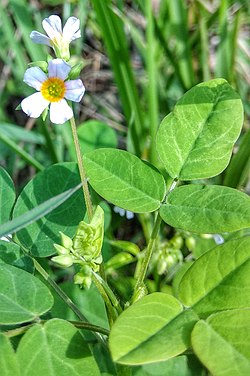 Di era modern ini, banyak orang semakin sadar akan pentingnya kesehatan dan pengobatan yang alami. Salah satu sumber yang kaya akan manfaat kesehatan adalah tanaman obat. Tanaman wiki, atau yang dikenal dengan nama ilmiah Gynura procumbens, merupakan salah satu tanaman yang sering digunakan dalam pengobatan tradisional di berbagai belahan dunia. Tanaman ini dikenal memiliki banyak khasiat, mulai dari meningkatkan daya tahan tubuh hingga membantu mengatasi berbagai penyakit. Dalam artikel ini, kita akan membahas lebih dalam tentang obat tradisional yang bisa dihasilkan dari tanaman wiki, serta manfaat dan cara penggunaannya. 1. Sejarah dan Asal Usul Tanaman Wiki Tanaman wiki berasal dari daerah tropis di Asia Tenggara dan telah lama digunakan dalam pengobatan tradisional. Di Indonesia, tanaman ini dikenal dengan berbagai nama, seperti daun sambung nyawa, daun ginseng, dan lain-lain. Sejarah penggunaannya dapat ditelusuri kembali ke beberapa abad yang lalu, ketika masyarakat lokal mulai menyadari khasiatnya dalam meningkatkan kesehatan. Tanaman ini memiliki ciri-ciri daun hijau gelap, berbentuk lonjong, dan tekstur yang sedikit berbulu. Selain itu, tanaman ini juga memiliki bunga berwarna ungu yang muncul pada bagian ujung batangnya. Tanaman wiki dapat tumbuh dengan baik di berbagai jenis tanah dan iklim, sehingga banyak ditemukan di kebun-kebun rumah tangga maupun di alam liar. Filosofi di balik penggunaan tanaman wiki dalam pengobatan tradisional adalah pendekatan holistik, di mana kesehatan seseorang dilihat secara menyeluruh, memperhatikan keseimbangan fisik, emosional, dan spiritual. Masyarakat percaya bahwa dengan memanfaatkan kekayaan alam, mereka dapat menemukan solusi untuk berbagai masalah kesehatan tanpa harus bergantung pada obat-obatan kimia yang terkadang memiliki efek samping. Dalam beberapa dekade terakhir, minat terhadap tanaman obat seperti wiki semakin meningkat, baik di kalangan praktisi pengobatan alternatif maupun ilmuwan. Beberapa penelitian telah dilakukan untuk mengungkap lebih jauh tentang komponen aktif yang terdapat dalam tanaman ini dan pengaruhnya terhadap kesehatan manusia. 2. Kandungan Nutrisi dan Senyawa Aktif dalam Tanaman Wiki Tanaman wiki tidak hanya dikenal karena penampilannya yang menarik, tetapi juga karena kandungan nutrisi yang melimpah. Daun tanaman ini kaya akan vitamin, mineral, dan senyawa bioaktif yang memiliki efek positif bagi kesehatan. Beberapa kandungan yang paling menonjol antara lain vitamin A, vitamin C, kalsium, zat besi, dan antioksidan. Salah satu senyawa aktif yang paling banyak diteliti dalam tanaman wiki adalah flavonoid, yang dikenal memiliki sifat anti-inflamasi dan antioksidan. Flavonoid berperan dalam melindungi sel-sel tubuh dari kerusakan yang disebabkan oleh radikal bebas, sehingga membantu mengurangi risiko berbagai penyakit degeneratif seperti kanker dan penyakit jantung. Selain flavonoid, tanaman wiki juga mengandung senyawa saponin yang memiliki efek antibakteri dan antivirus. Saponin dapat membantu meningkatkan sistem kekebalan tubuh, sehingga tubuh lebih mampu melawan infeksi. Beberapa penelitian juga menunjukkan bahwa saponin dapat membantu menurunkan kadar kolesterol dalam darah, sehingga baik untuk kesehatan jantung. Ada pula kandungan tanin dalam tanaman ini yang berfungsi sebagai agen pengikat, membantu mengatasi diare dan masalah pencernaan lainnya. Tanin dapat membantu mengurangi peradangan pada saluran pencernaan dan mempercepat proses penyembuhan. Dengan kombinasi berbagai nutrisi dan senyawa aktif tersebut, tidak mengherankan jika tanaman wiki dianggap sebagai salah satu solusi alami untuk menjaga kesehatan dan mencegah berbagai penyakit. 3. Manfaat Kesehatan dari Tanaman Wiki Manfaat kesehatan yang ditawarkan oleh tanaman wiki sangat beragam. Dalam pengobatan tradisional, daun wiki biasanya digunakan untuk mengatasi berbagai masalah, mulai dari penyakit ringan hingga yang lebih serius. Berikut adalah beberapa manfaat kesehatan utama dari tanaman ini: 3.1 Meningkatkan Sistem Kekebalan Tubuh Salah satu manfaat utama dari tanaman wiki adalah kemampuannya dalam meningkatkan sistem kekebalan tubuh. Kandungan flavonoid dan saponin yang terdapat dalam daun wiki membantu meningkatkan daya tahan tubuh, sehingga lebih mampu melawan infeksi dan penyakit. Hal ini sangat penting, terutama pada musim pancaroba ketika banyak penyakit menular muncul. 3.2 Mengatasi Masalah Pencernaan Daun wiki juga dikenal efektif dalam mengatasi masalah pencernaan, termasuk diare dan sembelit. Senyawa tanin yang ada dalam tanaman ini berfungsi sebagai agen pengikat, membantu meredakan diare dan mengatur fungsi usus. Selain itu, daun wiki juga dapat membantu meningkatkan nafsu makan dan meredakan rasa mual. 3.3 Menurunkan Kadar Kolesterol Beberapa penelitian menunjukkan bahwa penggunaan daun wiki secara teratur dapat membantu menurunkan kadar kolesterol jahat (LDL) dalam darah. Saponin yang terdapat dalam tanaman ini berperan dalam mengurangi penyerapan kolesterol di usus, sehingga membantu menjaga kesehatan jantung dan mencegah penyakit kardiovaskular. 3.4 Mengatasi Peradangan dan Nyeri Sifat anti-inflamasi dari senyawa aktif dalam tanaman wiki juga bermanfaat bagi mereka yang menderita penyakit peradangan seperti arthritis. Mengonsumsi ekstrak daun wiki dapat membantu mengurangi nyeri dan pembengkakan yang disebabkan oleh peradangan. Dengan berbagai manfaat tersebut, tidak mengherankan jika masyarakat banyak menggunakan tanaman wiki dalam bentuk teh, infus, atau sebagai bahan tambahan dalam masakan. Penggunaan tanaman ini secara rutin dapat memberikan dampak positif bagi kesehatan secara keseluruhan. 4. Cara Mengolah dan Menggunakan Tanaman Wiki Untuk memanfaatkan khasiat dari tanaman wiki, ada beberapa cara pengolahan yang dapat dilakukan. Berikut ini adalah beberapa metode yang umum digunakan: 4.1 Teh Daun Wiki Salah satu cara paling sederhana untuk mengonsumsi tanaman wiki adalah dengan membuat teh. Caranya cukup mudah, yaitu dengan menyeduh beberapa helai daun wiki segar dengan air panas. Tunggu selama 5-10 menit, kemudian saring dan tambahkan madu atau lemon jika diinginkan. Teh daun wiki ini dapat diminum secara rutin untuk mendapatkan manfaat kesehatan yang optimal. 4.2 Ekstrak Daun Wiki Untuk mendapatkan dosis senyawa aktif yang lebih tinggi, ekstrak daun wiki juga bisa dibuat. Caranya adalah dengan merendam daun segar dalam alkohol atau air selama beberapa hari, kemudian menyaringnya untuk mendapatkan cairan ekstrak. Ekstrak ini dapat digunakan dalam bentuk tetes atau dicampurkan ke dalam minuman. 4.3 Masker Wajah Daun wiki juga dapat digunakan sebagai masker wajah untuk membantu mengatasi masalah kulit. Kandungan antioksidan dan anti-inflamasi dalam daun wiki dapat membantu meredakan iritasi dan memperbaiki tampilan kulit. Cukup haluskan beberapa helai daun wiki dan oleskan ke wajah, biarkan selama 15-20 menit sebelum dibilas dengan air bersih. 4.4 Penambah Rasa dalam Masakan Selain untuk pengobatan, daun wiki juga dapat digunakan sebagai bahan masakan. Daun ini memiliki rasa yang sedikit pahit dan dapat ditambahkan ke dalam berbagai hidangan, seperti sayur-sayuran, sup, atau tumisan. Dengan cara ini, kita tidak hanya mendapatkan rasa yang unik, tetapi juga manfaat kesehatan yang berlimpah. Dengan berbagai cara pengolahan tersebut, tidak ada alasan untuk tidak memasukkan tanaman wiki ke dalam daftar bahan alami yang harus dimiliki di rumah. Selain mudah didapat, khasiatnya yang melimpah menjadikannya sebagai solusi alami untuk kesehatan.