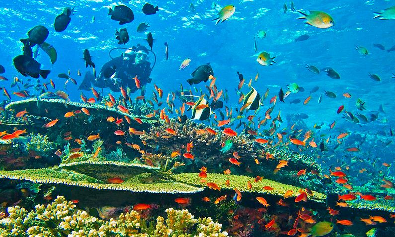 Dunia bawah laut, rumah bagi beragam makhluk hidup yang menakjubkan, menyimpan banyak misteri dan keindahan yang belum terungkap. Melalui penyelaman, kita bisa menyingkap tabir kehidupan di lautan yang luas ini, menjelajahi ekosistem yang kompleks, dan bertemu dengan makhluk-makhluk yang unik. Artikel ini akan mengajak Anda menyelami dunia bawah laut, mengenal keunikannya, tantangannya, dan pentingnya menjaga kelestariannya. 1. Keanekaragaman Hayati: Taman Kehidupan di Bawah Laut Bawah permukaan laut adalah rumah bagi lebih dari 80% kehidupan di planet ini. Keanekaragaman hayati di lautan luar biasa, dengan jutaan spesies ikan, invertebrata, mamalia laut, reptil, burung, dan tumbuhan laut yang hidup berdampingan dalam ekosistem yang saling terkait. Dari terumbu karang yang berwarna-warni hingga padang rumput laut yang luas, setiap habitat bawah laut memiliki keunikannya sendiri dan mendukung kehidupan beragam spesies. Terumbu Karang: Taman Terumbu Karang yang Megah Terumbu karang adalah salah satu ekosistem laut paling beragam di dunia. Terdiri dari jutaan koloni polip karang yang hidup bersama-sama, terumbu karang menciptakan struktur kompleks yang menjadi rumah bagi ribuan spesies ikan, invertebrata, dan tumbuhan laut. Warna-warni yang memukau dari terumbu karang berasal dari alga simbiosis yang hidup di dalam jaringan polip karang, menghasilkan pigmen yang indah. Padang Rumput Laut: Oase Hijau di Lautan Padang rumput laut adalah ekosistem penting di perairan dangkal. Rumput laut, tumbuhan laut yang tumbuh di dasar laut, menyediakan habitat, makanan, dan tempat berlindung bagi berbagai spesies. Padang rumput laut juga berperan penting dalam menjaga kualitas air laut, menyerap karbon dioksida, dan melindungi pantai dari erosi. Zona Neritic: Kawasan Subur di Permukaan Laut Zona Neritic adalah zona laut dangkal yang terletak di perairan pesisir. Terdapat banyak nutrisi di zona ini, sehingga menjadi tempat hidup bagi berbagai spesies ikan, udang, kerang, dan hewan laut lainnya. Zona Neritic juga merupakan habitat penting bagi burung laut yang mencari makan di permukaan air. Zona Pelagik: Lautan Terbuka yang Luas Zona Pelagik adalah zona laut lepas yang luas dan dalam. Di sini, kehidupan laut lebih tersebar dan jarang, dengan populasi ikan pelagis seperti tuna, cakalang, dan hiu. Zona pelagik juga menjadi tempat migrasi bagi banyak spesies ikan dan mamalia laut. Zona Benthic: Lautan Dalam yang Misterius Zona Benthic adalah zona laut terdalam yang terletak di dasar laut. Kondisi di zona ini gelap, dingin, dan tekanannya sangat tinggi. Meskipun habitatnya ekstrem, zona Benthic juga dihuni oleh berbagai spesies unik yang telah beradaptasi dengan kondisi tersebut. 2. Tantangan dan Ancaman bagi Dunia Bawah Laut Meskipun penuh dengan keindahan dan keanekaragaman, dunia bawah laut menghadapi berbagai ancaman serius dari aktivitas manusia. Polusi, penangkapan ikan yang berlebihan, perubahan iklim, dan kerusakan habitat menjadi tantangan utama yang mengancam kelestarian ekosistem laut. Polusi: Memusnahkan Kehidupan Laut Polusi dari limbah industri, pertanian, dan domestik mencemari air laut, membunuh makhluk hidup, dan merusak habitat. Plastik, bahan kimia berbahaya, dan nutrisi berlebih dari limbah pertanian menyebabkan eutrofikasi, yang memicu pertumbuhan alga berlebihan dan menghambat oksigen dalam air. Penangkapan Ikan yang Berlebihan: Mengganggu Keseimbangan Ekosistem Penangkapan ikan yang berlebihan dapat melemahkan populasi ikan dan mengganggu keseimbangan ekosistem laut. Penggunaan alat tangkap yang merusak, seperti bom ikan dan jaring saring, juga menyebabkan kerusakan habitat dan kematian ikan yang tidak disasar. Perubahan Iklim: Mengubah Habitat dan Kehidupan Laut Perubahan iklim menyebabkan peningkatan suhu air laut, pengenceran air laut (ocean acidification), dan perubahan pola cuaca. Fenomena ini mengancam terumbu karang, mempengaruhi migrasi ikan, dan mengubah habitat laut. Kerusakan Habitat: Menghancurkan Rumah bagi Makhluk Laut Kerusakan habitat, seperti penebangan hutan mangrove, reklamasi pantai, dan eksploitasi minyak bumi, menghilangkan tempat hidup bagi berbagai spesies laut. Kerusakan habitat menyebabkan hilangnya keanekaragaman hayati dan mengganggu fungsi ekosistem laut. 3. Pentingnya Melestarikan Dunia Bawah Laut Melestarikan dunia bawah laut merupakan tanggung jawab bersama untuk menjaga kesehatan planet dan kesejahteraan manusia. Ekosistem laut menyediakan banyak manfaat bagi kehidupan manusia, seperti sumber pangan, oksigen, obat-obatan, dan perlindungan pantai. Sumber Pangan: Menjamin Ketahanan Pangan Laut merupakan sumber pangan utama bagi jutaan orang di seluruh dunia. Ikan dan produk laut lainnya menyediakan protein, vitamin, dan mineral penting bagi kesehatan manusia. Melestarikan ekosistem laut penting untuk memastikan ketersediaan sumber pangan laut yang berkelanjutan. Pengatur Iklim: Menjaga Keseimbangan Bumi Laut berperan penting dalam mengatur iklim global. Lautan menyerap karbon dioksida dari atmosfer, membantu mengurangi efek rumah kaca dan menjaga suhu bumi tetap stabil. Melestarikan laut membantu menjaga keseimbangan iklim global dan mencegah perubahan iklim yang ekstrem. Sumber Obat-obatan: Menemukan Potensi Baru Banyak spesies laut yang mengandung senyawa bioaktif yang memiliki potensi sebagai obat-obatan. Melestarikan keanekaragaman hayati laut penting untuk menemukan obat-obatan baru dan mengembangkan terapi medis inovatif. Perlindungan Pantai: Mencegah Erosi dan Bencana Alam Ekosistem laut, seperti terumbu karang dan hutan mangrove, melindungi pantai dari erosi dan bencana alam seperti tsunami. Melestarikan ekosistem laut penting untuk menjaga keamanan dan kelestarian pantai. 4. Cara Melestarikan Dunia Bawah Laut Melestarikan dunia bawah laut memerlukan upaya kolektif dari berbagai pihak, termasuk pemerintah, masyarakat, dan individu. Berikut adalah beberapa cara yang dapat dilakukan untuk menjaga kelestarian laut: Menerapkan Kebijakan dan Regulasi yang Kuat Pemerintah perlu menerapkan kebijakan dan regulasi yang ketat untuk meminimalkan polusi laut, mengatur penangkapan ikan, dan melindungi habitat laut. Zona penangkapan ikan yang terbatas, larangan penggunaan alat tangkap merusak, dan program konservasi terumbu karang adalah contoh kebijakan yang efektif. Membangun Kesadaran Masyarakat Masyarakat perlu meningkatkan kesadaran tentang pentingnya melestarikan laut dan dampak aktivitas manusia terhadap ekosistem laut. Pendidikan, kampanye, dan program edukasi dapat membantu meningkatkan kesadaran masyarakat tentang masalah-masalah laut dan mendorong perilaku yang ramah lingkungan. Mengurangi Penggunaan Plastik dan Limbah Mengurangi penggunaan plastik sekali pakai, membuang sampah pada tempatnya, dan mengelola limbah industri secara bertanggung jawab dapat mengurangi polusi laut. Pemilihan produk ramah lingkungan dan partisipasi aktif dalam program daur ulang juga penting untuk mengurangi sampah plastik di laut. Berpartisipasi dalam Program Konservasi Bergabung dengan organisasi konservasi laut, mengikuti kegiatan bersih-bersih pantai, dan mendukung penelitian ilmiah tentang laut dapat membantu upaya pelestarian laut. Donasi kepada organisasi konservasi dan mendukung bisnis yang berkelanjutan juga merupakan bentuk kontribusi yang berarti. Memilih Konsumsi Ikan yang Berkelanjutan Memilih ikan yang ditangkap dengan metode berkelanjutan dan berasal dari sumber yang bertanggung jawab dapat membantu menjaga populasi ikan dan ekosistem laut. Membatasi konsumsi ikan tertentu yang terancam punah dan memilih ikan lokal juga merupakan pilihan yang bijaksana. 5. Teknologi dan Inovasi dalam Konservasi Laut Teknologi dan inovasi memainkan peran penting dalam upaya konservasi laut. Penggunaan teknologi canggih memungkinkan kita untuk memantau, memahami, dan melindungi ekosistem laut dengan lebih efektif. Penginderaan Jauh dan Pemindaian Laut Penginderaan jauh dan pemindaian laut menggunakan satelit dan sensor radar untuk memantau kondisi laut, seperti suhu, salinitas, dan kepadatan plankton. Data ini membantu para ilmuwan untuk memahami pola perubahan lingkungan laut dan mengidentifikasi area yang membutuhkan perlindungan. Robotika dan Sistem Otomatisasi Robotika dan sistem otomatisasi digunakan untuk melakukan survei laut, mengumpulkan data, dan memantau populasi ikan. Robot selam dan drone laut dapat menjelajahi area laut yang sulit dijangkau oleh manusia, mengumpulkan data yang berharga untuk penelitian dan konservasi. Teknologi Pemulihan Ekosistem Teknologi pemulihan ekosistem digunakan untuk memulihkan terumbu karang yang rusak, membersihkan polusi laut, dan membangun habitat baru bagi makhluk laut. Teknik-teknik seperti penanaman terumbu karang buatan, bioremediasi, dan restorasi mangrove membantu memulihkan ekosistem laut yang terdegradasi. Aplikasi Mobile dan Platform Data Terbuka Aplikasi mobile dan platform data terbuka menyediakan akses mudah ke informasi tentang spesies laut, lokasi konservasi, dan aktivitas manusia di laut. Aplikasi ini membantu masyarakat untuk terlibat dalam konservasi laut, melaporkan pelanggaran, dan membuat pilihan yang berkelanjutan. 6. Masa Depan Dunia Bawah Laut: Tantangan dan Peluang Masa depan dunia bawah laut tergantung pada tindakan kita saat ini. Tantangan yang dihadapi laut semakin kompleks, tetapi juga ada peluang untuk menciptakan masa depan yang lebih baik bagi ekosistem laut. Mendorong Inovasi dan Kolaborasi Mempercepat inovasi teknologi, mendorong kolaborasi antar negara, dan membangun kemitraan dengan sektor swasta penting untuk mengatasi tantangan konservasi laut. Penelitian ilmiah, pengembangan teknologi baru, dan penerapan solusi inovatif dapat membantu melindungi laut dari ancaman yang semakin serius. Meningkatkan Partisipasi Publik Meningkatkan partisipasi publik dalam konservasi laut melalui edukasi, kampanye, dan program pemberdayaan masyarakat sangat penting. Masyarakat yang sadar dan peduli akan laut akan mendorong kebijakan yang berkelanjutan dan mendukung upaya pelestarian. Membangun Ekonomi Kelautan Berkelanjutan Mendorong pertumbuhan ekonomi kelautan yang berkelanjutan, seperti pariwisata bawah laut yang bertanggung jawab, budidaya ikan yang ramah lingkungan, dan pengolahan limbah laut, dapat menciptakan lapangan kerja dan meningkatkan kesejahteraan masyarakat tanpa merusak ekosistem laut. Melindungi Area Laut yang Penting Menentukan dan melindungi area laut yang penting, seperti terumbu karang, padang rumput laut, dan habitat migrasi, adalah langkah penting untuk menjaga keanekaragaman hayati laut dan fungsi ekosistem. Pembentukan taman laut, zona konservasi, dan kawasan pelestarian laut dapat membantu melindungi area-area kritikal ini. Menghadapi Perubahan Iklim Mengurangi emisi gas rumah kaca, beralih ke energi terbarukan, dan beradaptasi dengan perubahan iklim yang sudah terjadi adalah kunci untuk melindungi laut dari dampak perubahan iklim. Upaya global untuk mengatasi perubahan iklim sangat penting untuk masa depan laut dan planet kita.