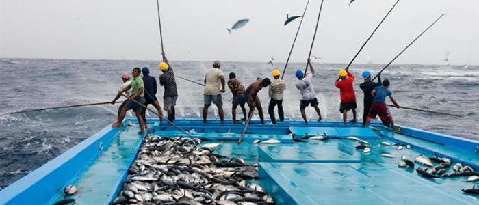 Lautan menutupi lebih dari 70% permukaan bumi dan menyimpan berbagai ragam kehidupan yang menakjubkan. Dari organisme mikroskopis hingga mamalia raksasa, kekayaan hayati di dalam laut menjadi sumber kehidupan dan kesejahteraan bagi manusia. Namun, ekosistem laut yang indah ini juga menghadapi berbagai ancaman, seperti penangkapan ikan berlebihan, pencemaran, dan perubahan iklim. Oleh karena itu, penting untuk menetapkan peraturan yang mengatur kegiatan di dalam laut agar ekosistem ini tetap terjaga dan berkelanjutan. Artikel ini akan membahas empat sub judul utama yang berkaitan dengan peraturan dalam isi lautan, yaitu: Peraturan Penangkapan Ikan, Perlindungan Habitat Laut, Kebijakan Pencemaran Laut, dan Peraturan Internasional Mengenai Laut. 1. Peraturan Penangkapan Ikan Penangkapan ikan merupakan salah satu kegiatan manusia yang paling umum dilakukan di lautan. Namun, tanpa pengaturan yang ketat, kegiatan ini dapat menyebabkan penurunan populasi ikan dan kerusakan ekosistem laut. Oleh karena itu, berbagai negara dan organisasi internasional telah merumuskan peraturan yang bertujuan untuk mengelola sumber daya ikan secara berkelanjutan. Salah satu peraturan utama dalam penangkapan ikan adalah kuota tangkapan. Kuota ini ditetapkan berdasarkan penelitian ilmiah tentang populasi ikan dan habitatnya. Penetapan kuota bertujuan untuk membatasi jumlah ikan yang dapat ditangkap dalam periode tertentu untuk mencegah overfishing. Selain itu, beberapa negara menerapkan larangan terhadap penangkapan spesies ikan tertentu yang terancam punah, seperti hiu dan tuna biru. Selain kuota, metode penangkapan juga diatur untuk menjaga keberlanjutan ekosistem laut. Misalnya, penggunaan jaring ikan yang memiliki ukuran lubang tertentu untuk memastikan ikan-ikan muda tidak terjebak dan dapat tumbuh dewasa. Penggunaan alat tangkap ramah lingkungan seperti pancing tradisional juga dianjurkan untuk mengurangi dampak negatif terhadap lingkungan. Penerapan peraturan juga memerlukan pengawasan yang ketat. Banyak negara mengandalkan teknologi modern, seperti satelit dan drone, untuk memantau aktivitas penangkapan ikan secara real-time. Dengan demikian, pelanggaran terhadap peraturan dapat diidentifikasi dan ditindaklanjuti dengan cepat. Secara keseluruhan, peraturan dalam penangkapan ikan sangat penting untuk memastikan bahwa sumber daya laut dapat dimanfaatkan secara berkelanjutan. Kolaborasi antara pemerintah, nelayan, dan masyarakat sipil juga menjadi kunci dalam menjaga keseimbangan antara kebutuhan ekonomi dan keberlanjutan ekosistem laut. 2. Perlindungan Habitat Laut Habitat laut seperti terumbu karang, mangrove, dan padang lamun memainkan peran vital dalam menjaga keseimbangan ekosistem. Habitat ini menyediakan tempat tinggal bagi berbagai jenis organisme laut, berfungsi sebagai tempat pembiakan, serta melindungi garis pantai dari erosi. Oleh karena itu, perlindungan habitat laut merupakan aspek krusial dalam peraturan laut. Salah satu langkah perlindungan habitat laut adalah penetapan kawasan konservasi. Kawasan ini, seperti taman nasional laut, dikhususkan untuk melindungi spesies dan ekosistem yang rentan. Di dalam kawasan konservasi, kegiatan-kegiatan seperti penangkapan ikan dan penambangan diperbolehkan dengan batasan yang ketat atau bahkan dilarang sama sekali. Dengan adanya kawasan konservasi, habitat kritis dapat terlindungi dari eksploitasi berlebihan. Selain itu, pengelolaan yang berkelanjutan terhadap aktivitas manusia di sekitar habitat laut juga sangat penting. Misalnya, pengelolaan limbah yang baik dapat mencegah pencemaran yang dapat merusak habitat. Edukasi kepada masyarakat tentang pentingnya menjaga habitat laut juga menjadi bagian dari upaya perlindungan ini. Masyarakat lokal sering kali menjadi garda terdepan dalam menjaga dan melestarikan habitat mereka. Perlindungan habitat laut juga melibatkan kerja sama internasional. Banyak spesies dan ekosistem melintasi batas negara, sehingga perlu adanya kesepakatan antara negara-negara untuk melindungi habitat yang bersifat lintas batas. Contohnya, perjanjian internasional tentang perlindungan terumbu karang telah diadakan untuk memastikan bahwa semua pihak bertanggung jawab dalam menjaga ekosistem tersebut. Dalam menghadapi tantangan perubahan iklim, perlindungan habitat laut juga menjadi semakin penting. Habitat laut yang sehat dapat membantu menyerap karbon dioksida, sehingga berkontribusi pada mitigasi perubahan iklim. Oleh karena itu, peraturan tentang perlindungan habitat laut harus terus diperkuat dan diperbaharui agar dapat menghadapi tantangan masa depan. 3. Kebijakan Pencemaran Laut Pencemaran laut adalah salah satu ancaman terbesar yang dihadapi oleh ekosistem laut. Limbah industri, plastik, dan bahan kimia berbahaya dapat merusak kualitas air dan kehidupan laut. Untuk itu, berbagai kebijakan pencemaran laut telah diterapkan untuk mengurangi dampak negatif terhadap lingkungan. Kebijakan pencemaran laut umumnya mencakup regulasi mengenai limbah yang dibuang ke laut. Perusahaan-perusahaan harus mematuhi standar emisi dan pengelolaan limbah yang ketat. Di banyak negara, ada kewajiban untuk melakukan analisis dampak lingkungan sebelum proyek industri dimulai, guna memastikan bahwa kegiatan tersebut tidak akan merugikan ekosistem laut. Selain itu, kampanye untuk mengurangi penggunaan plastik sekali pakai juga semakin marak. Berbagai organisasi lingkungan hidup bekerja sama dengan pemerintah dan sektor swasta untuk menerapkan solusi inovatif seperti mengganti bahan plastik dengan alternatif yang lebih ramah lingkungan. Edukasi kepada masyarakat tentang dampak pencemaran plastik juga menjadi bagian penting dari kebijakan ini. Pentingnya kolaborasi internasional dalam menghadapi pencemaran laut juga tidak dapat diabaikan. Sampah plastik dan polusi laut tidak mengenal batas negara, sehingga perlu adanya kerja sama global untuk mengatasi masalah ini. Beberapa perjanjian internasional telah disepakati, seperti Konvensi London tentang Pembuangan Limbah yang mengatur tentang pembuangan limbah berbahaya ke laut. Melalui kebijakan pencemaran laut yang komprehensif, diharapkan dapat menciptakan lingkungan laut yang bersih dan seimbang, serta melindungi keanekaragaman hayati laut. Kesadaran masyarakat dan keterlibatan semua pihak dalam menjaga kebersihan laut sangat penting untuk mewujudkan tujuan ini. 4. Peraturan Internasional Mengenai Laut Lautan adalah sumber daya global yang perlu dikelola dengan baik melalui kerjasama internasional. Berbagai peraturan dan konvensi internasional telah dirumuskan untuk mengatur penggunaan sumber daya laut serta perlindungan lingkungan laut. Salah satu dokumen paling penting dalam konteks ini adalah Konvensi PBB tentang Hukum Laut (UNCLOS), yang disepakati pada tahun 1982. UNCLOS mengatur berbagai aspek seperti hak dan kewajiban negara-negara di laut, batas-batas maritim, serta pengelolaan sumber daya laut. Melalui UNCLOS, negara-negara diberikan hak untuk mengeksplorasi dan memanfaatkan sumber daya di zona ekonomi eksklusif mereka, namun diimbangi dengan tanggung jawab untuk menjaga keberlanjutan sumber daya tersebut. Selain UNCLOS, ada juga berbagai perjanjian dan konvensi internasional lainnya yang fokus pada perlindungan spesies laut tertentu, seperti Konvensi tentang Perdagangan Internasional Spesies Flora dan Fauna Terancam Punah (CITES). CITES berfungsi untuk melindungi spesies yang terancam punah dari perdagangan yang berlebihan, termasuk spesies laut seperti penyu dan hiu. Keterlibatan organisasi non-pemerintah (LSM) dalam pengawasan dan advokasi mengenai peraturan internasional juga sangat penting. Banyak LSM yang bekerja untuk memastikan bahwa negara-negara mematuhi peraturan internasional dan mengambil tindakan tegas terhadap pelanggaran yang terjadi. Kerjasama antara pemerintah, LSM, dan masyarakat sipil dapat menciptakan tekanan untuk menjaga kepatuhan terhadap peraturan ini. Melalui peraturan internasional yang terkoordinasi dengan baik, diharapkan pengelolaan sumber daya laut dapat dilakukan secara berkelanjutan dan bertanggung jawab. Ini penting tidak hanya untuk melindungi lingkungan laut, tetapi juga untuk memastikan generasi mendatang dapat menikmati kekayaan alam yang sama.